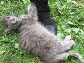 Ищу дом котёнку