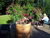 Дачное Царицыно. 8.08.2018