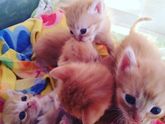 Кому котенка к Новому году?
