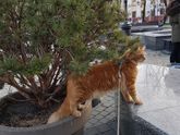 мей куша