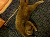 Шотландская вислоухая кошка и корм