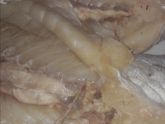 Рыба для котлет! Какую берёте?