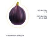 Двенадцатая неделя пошла))))