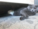 Камни в мочевом у кота