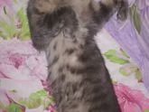 Царь спит 😻