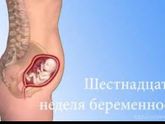 16 недель беременности