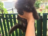 Милейшие создания ищут дом