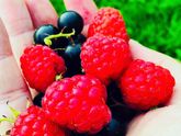 Летние вкусняшки