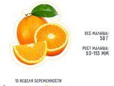 15 неделя