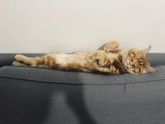 Котятки
