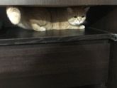 Кошка и лоток!! Порода?