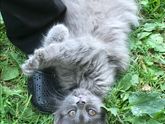 Ищу дом котёнку