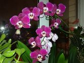 Орхидеи / цеофлора