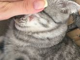 Домашняя кошка