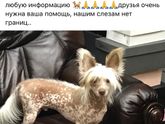 Нашлась наша 🐕 собака