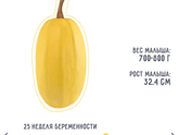 25-26 недели.
