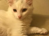 Кошечка