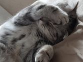Как должна дышать кошка?