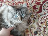Кот в добрые руки.