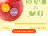 Привет 2 триместр и привет яблочко??