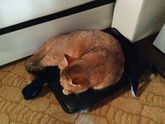 Аллергия на кошек