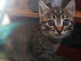 Кошаки мои и не только мои)))