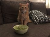 Кошечки