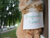 Коротко о котах??
