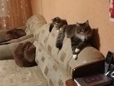 Мои мальчики)))