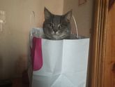 Отвезли кота родителям
