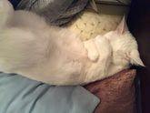 Милоты пост