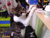 Кото - инспекция