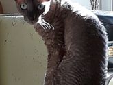 Драцена и кошка