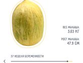 36 недель