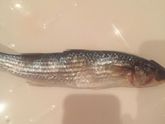 🐟 рыба