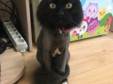 Стрижка для кошки