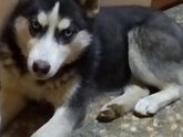 🐶Хаски и кошки🐱...