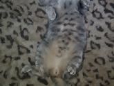 Кошечки