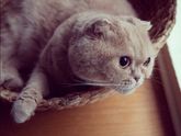 Скоттиш фолд