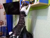 Кото - инспекция