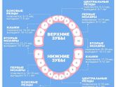 Зубки