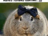 Немного юмора в ленту)
