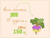 Течение беременности 17-й неделе