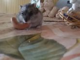 Джунгарский хомяк