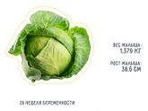 29 недель?