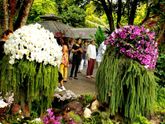 Orchids show