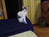 Девочки, чем кормите своих