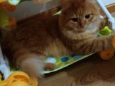 Наш кот Дюдя)( много фото)))