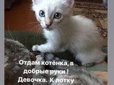 Котенок Казань