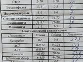 Есть здесь ветеринары?